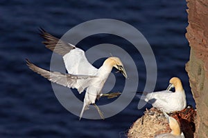 Northern Gannet landing with nesting material