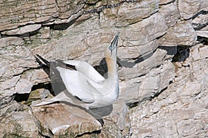 Northern Gannet, Morus bassanus