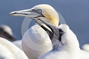 Northern Gannet - Morus bassanus