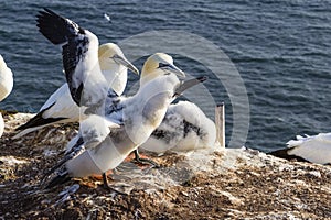 Northern Gannet - Morus bassanus