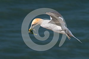 Northern Gannet - Morus bassanus carrying a gift, Yorkshire