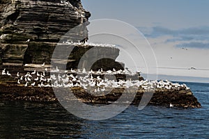 A northern gannet (Morus bassanus) colony at the Noss national nature reserve.