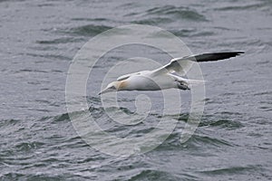 A Northern gannet Morus bassanus diving with high speed for fish far out in the North Sea.