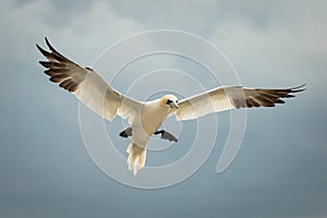 Northern Gannet (Morus bassanus) in Flight