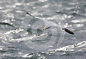 A Northern gannet Morus bassanus in flight diving for fish far out in the North Sea.