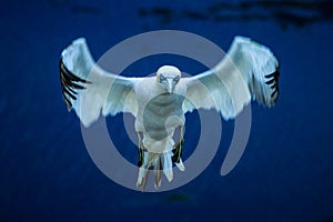 Northern Gannet Morus bassanus in flight landing to the nest