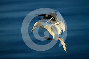 Northern Gannet Morus bassanus in flight landing to the nest