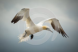 Northern Gannet (Morus bassanus) in Flight photo