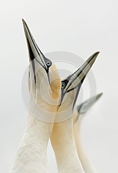 Northern Gannet (Morus bassanus) Looking Skyward