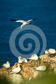 Northern Gannet Morus bassanus, mating gannets on cliffs, bird couple playing with featherbird landing in the colony