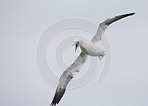 A Northern gannet Morus bassanus ready to dive for fish far out in the North Sea.
