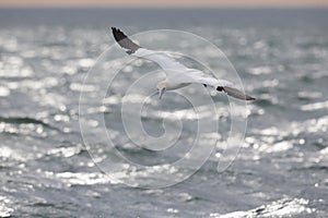 A Northern gannet Morus bassanus ready to dive for fish far out in the North Sea.