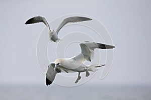 A Northern gannet Morus bassanus ready to dive for fish far out in the North Sea.