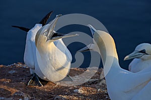 Northern gannet Morus bassanus seabirds argue on the rocks of Heligoland