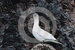 Northern gannet (Morus bassanus) Wildlife animal in Scotland