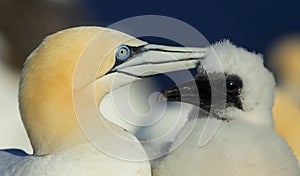 Northern Gannet Mother and Chick photo