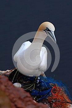 Northern Gannet in nest with white egg. Sea birds on the coast rock. Beautiful birds in love. Pairs of animals on Helgoland Island