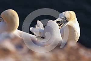 Northern Gannet with nestling - Morus bassanus