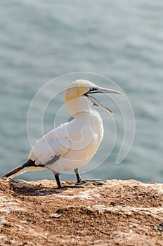 Northern Gannet with open beak standing on red sandstone cliff, Helgoland