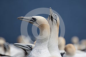 Northern Gannet pair on Bonaventure Island