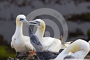 Northern Gannet pair with fledgling - Morus bassanus
