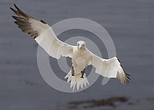 Northern gannet preparing to land on Helgoland, Germany