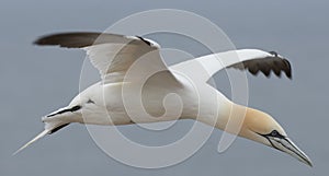 Northern gannet preparing to land on Helgoland, Germany