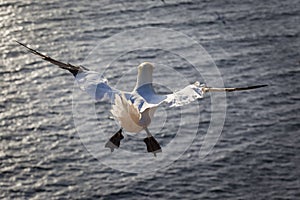 Northern Gannet from the rear over the ocean - Morus bassanus