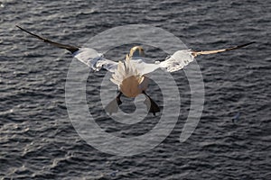 Northern Gannet from the rear over the ocean - Morus bassanus