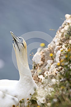 Northern Gannet on a rocks edge with wild flowers
