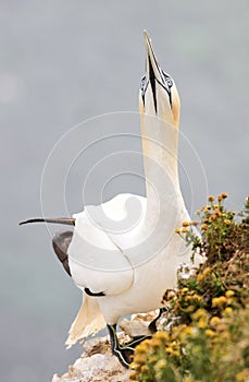 Northern Gannet on a rocks edge with wild flowers