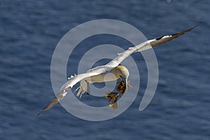 Northern Gannet with seaweed over water