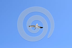 The northern gannet at the sky