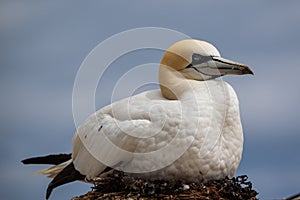 Northern Gannet sleeping on the nest photo