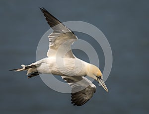 Northern Gannet soaring on the cliff top against a blue sky.