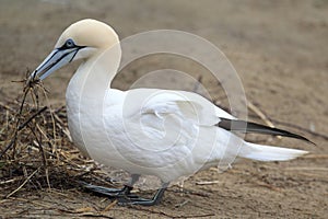 Northern gannet photo