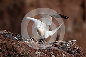 Northern gannet with spread out wings land on a cliff of Helgoland island, Germany