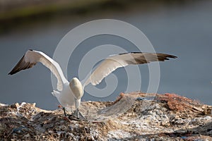 Northern gannet with spread out wings landing in a breeding colony at cliffs of Helgoland island, Germany