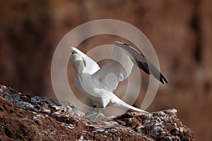 Northern gannet with spread out wings landing near his mate in a breeding colony at cliffs of Helgoland island, Germany