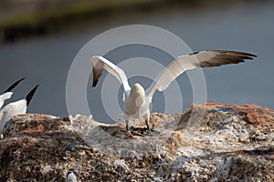 Northern gannet with spread out wings landing near his mate in a breeding colony at cliffs of Helgoland island, Germany