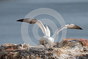 Northern gannet with spread out wings landing near his mate in a breeding colony at cliffs of Helgoland island, Germany