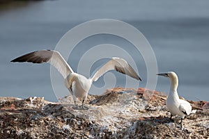 Northern gannet with spread out wings landing near his mate in a breeding colony at cliffs of Helgoland island, Germany