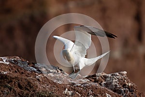 Northern gannet with spread out wings landing near his mate in a breeding colony at cliffs of Helgoland island, Germany