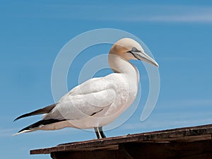 Northern gannet standing