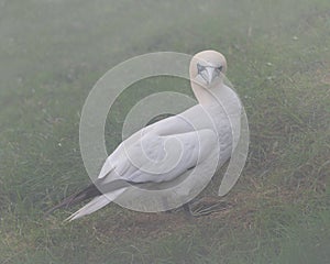 Northern Gannet standing in the grass