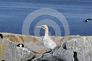 Northern Gannet Standing On Rocks