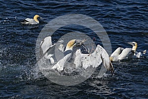 Northern Gannet - Sula bassana, Shetlands, United Kingdome