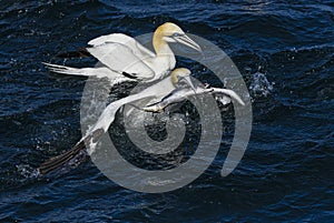 Northern Gannet - Sula bassana, Shetlands, United Kingdome