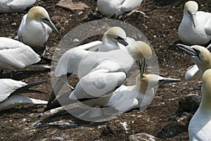 Northern Gannet, Sula leucogaster, breeding pair