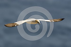 Northern Gannet, Sula leucogaster, gliding in flight